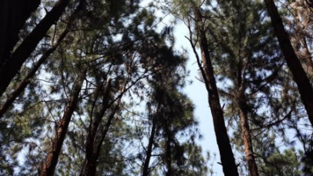 Vagamon Pine Forest Landscape Image